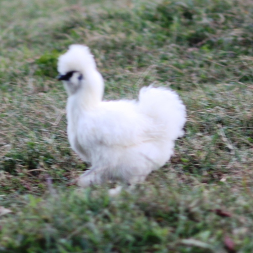 Respoof, a silkie I never really made friends with because she's too shy. But she was always with her rooster love, and now he wanders alone and it's the saddest thing ever.